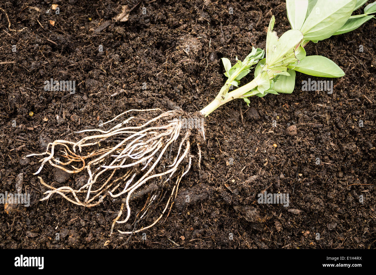 Young broad bean vegetable seedling ready for transplanting Stock Photo