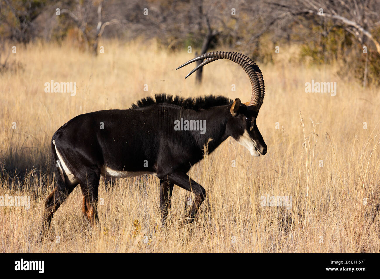 Sable antelope (Hippotragus niger), South Africa Stock Photo