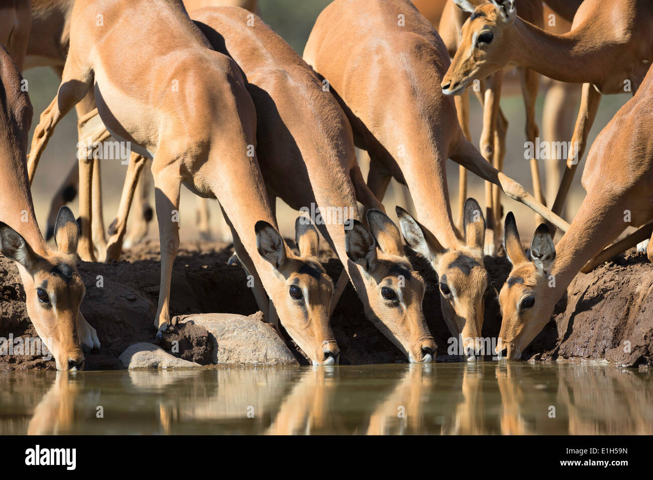 Group of Impala (Aepyceros melampus) drinking at watering hole, South Africa Stock Photo