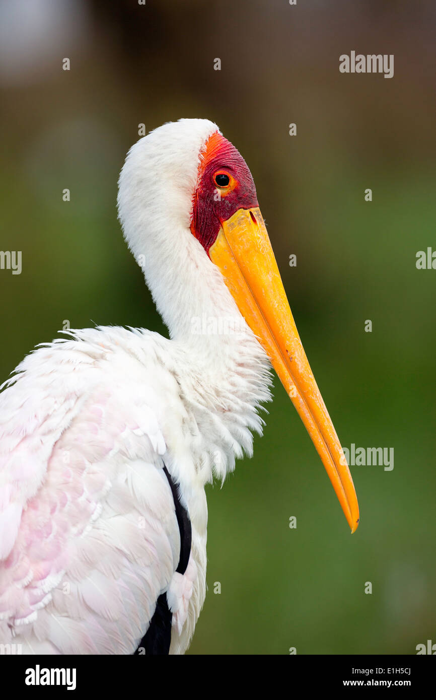 Portrait of Yellowbilled Stork (Mycteria ibis), Lake Nakuru National Park, Kenya, Africa Stock Photo