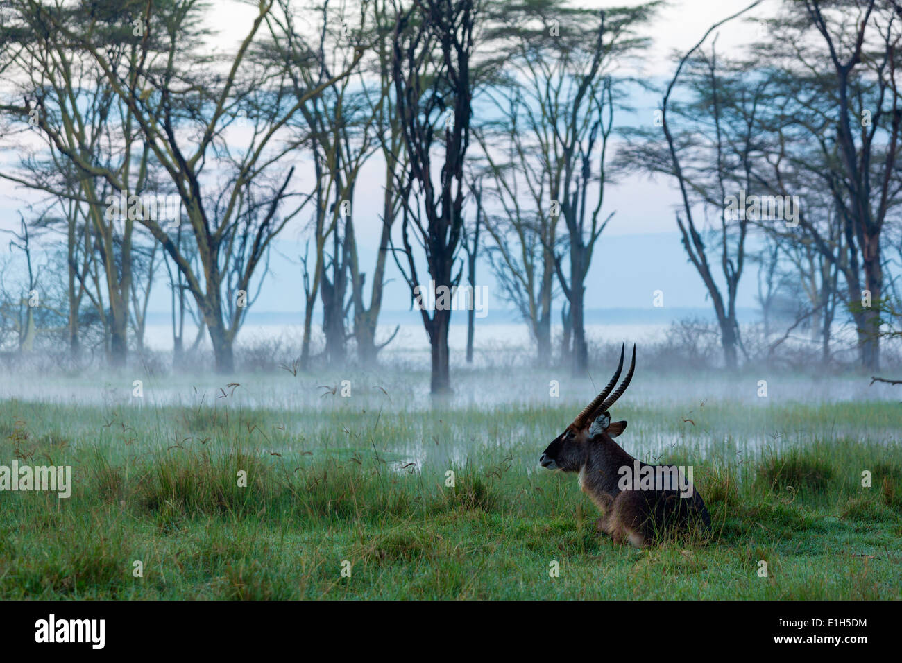 Male Waterbuck (Kobus ellipsiprymnus), Lake Nakuru National Park, Kenya, Africa Stock Photo