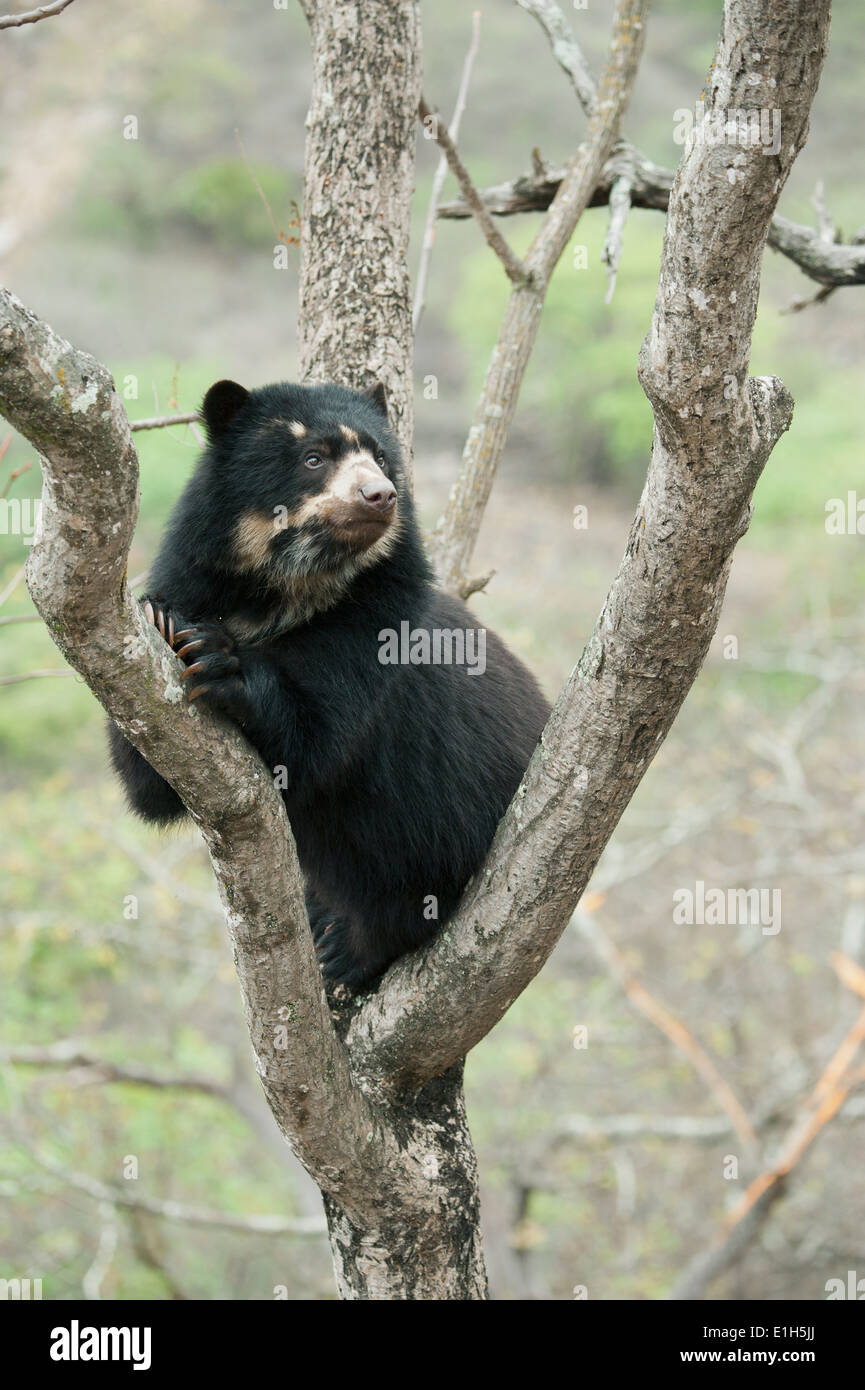 Spectacled Bear (Tremarctos ornatus) 2-year old female, Chaparri Reserve, Lambayeque Province, Peru Stock Photo