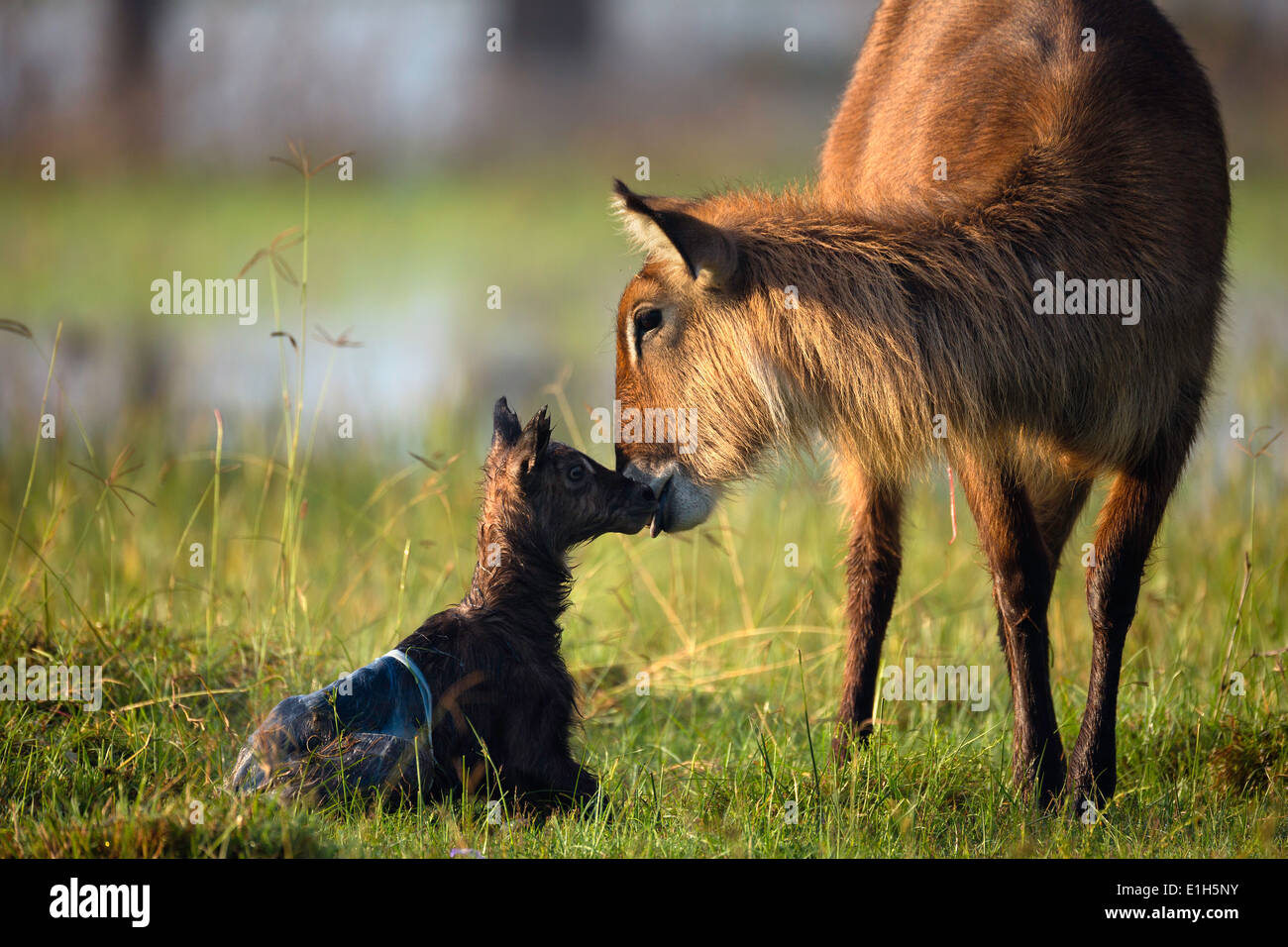 Baby waterbuck hi-res stock photography and images - Alamy