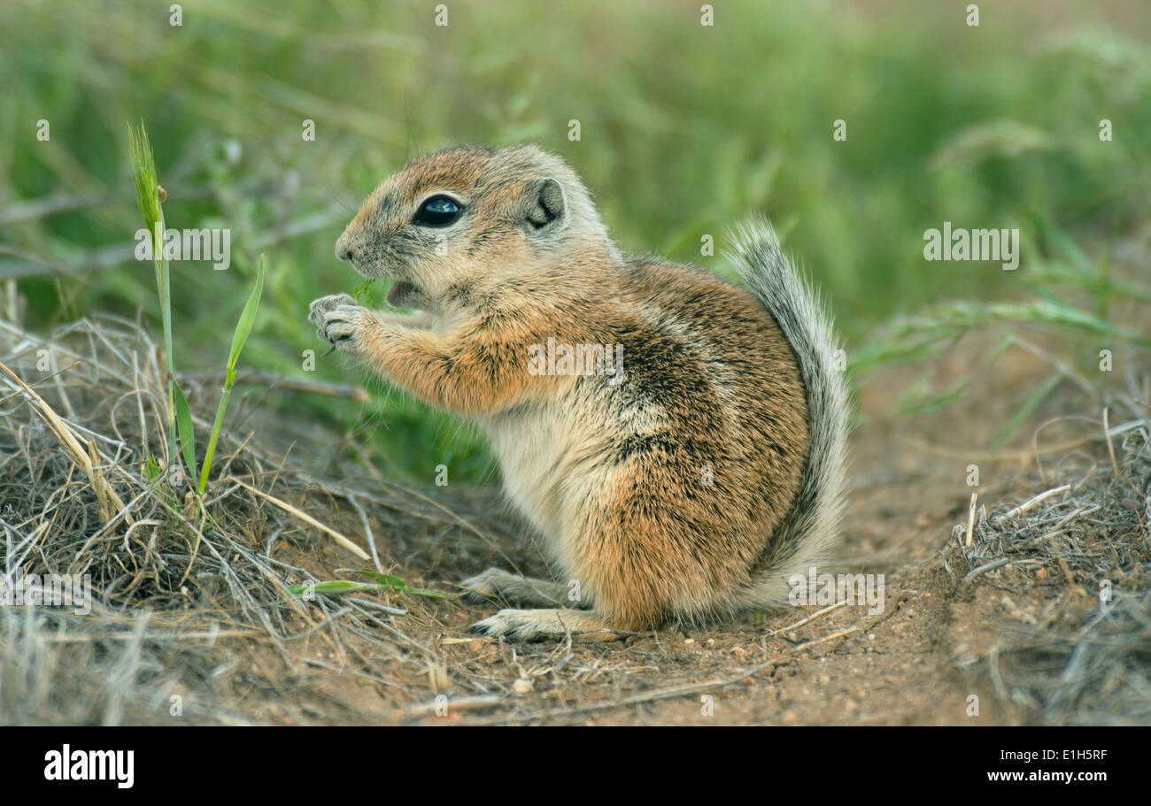 San Joaquin Antelope Squirrel (Ammospermophilus nelsoni) Endangered, Carrizo Plain National Monument, California Stock Photo