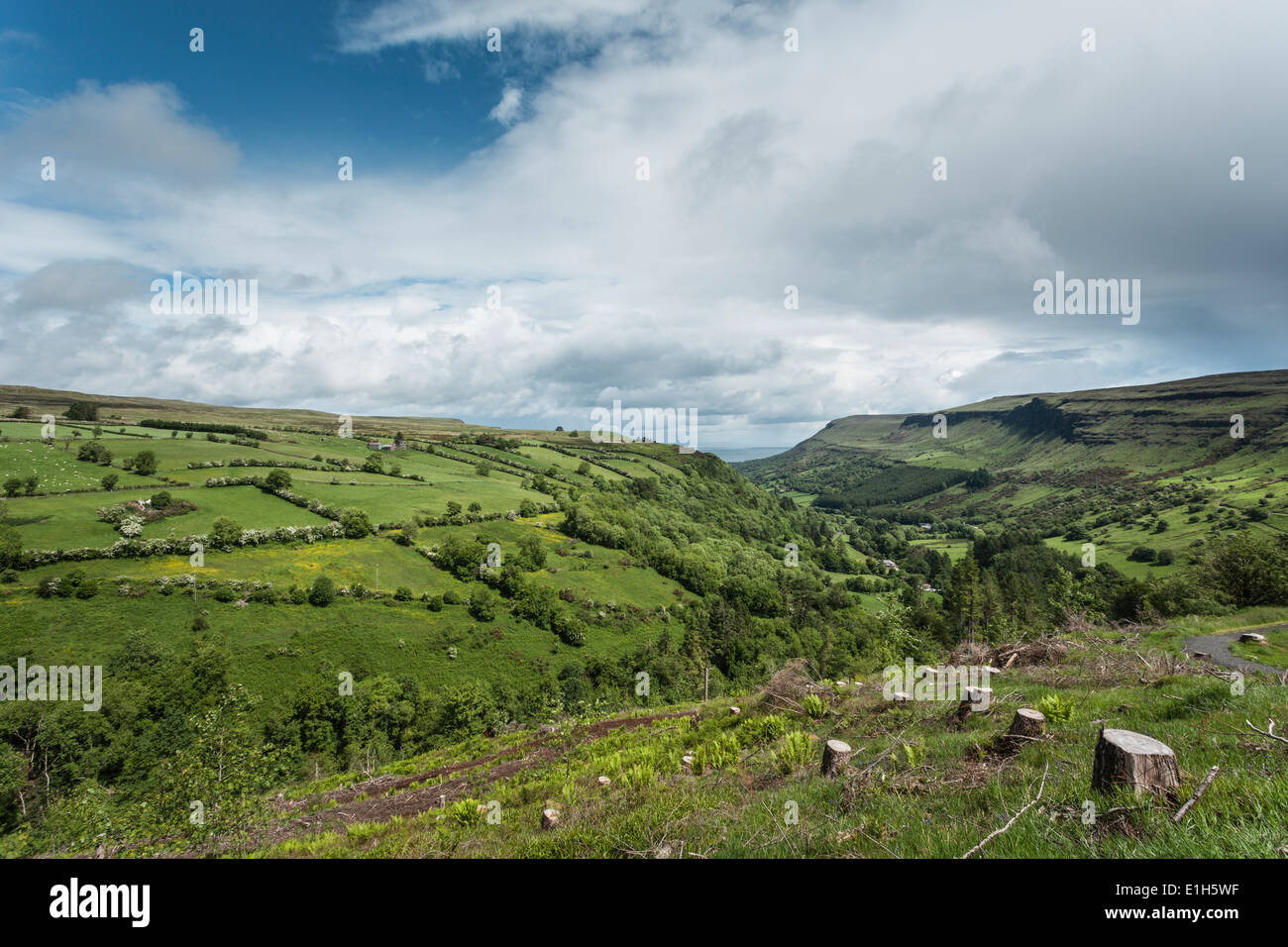 View of tree stumps and fields, Glenariff, County Antrim, Northern Ireland, UK Stock Photo