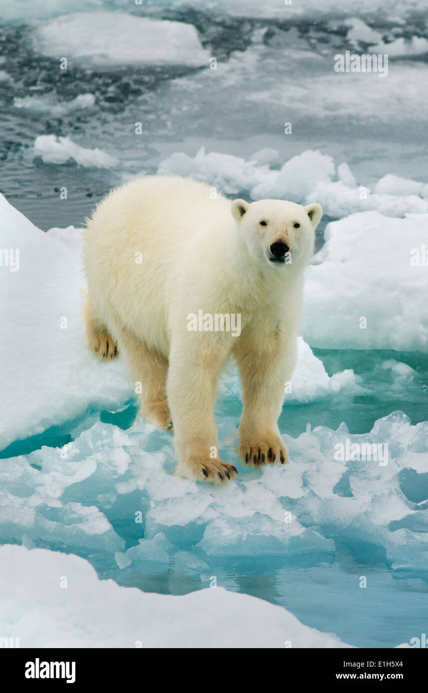 Polar Bear (Ursus maritimus) on Pack Ice, Svalbard, Norwegian arctic Stock Photo