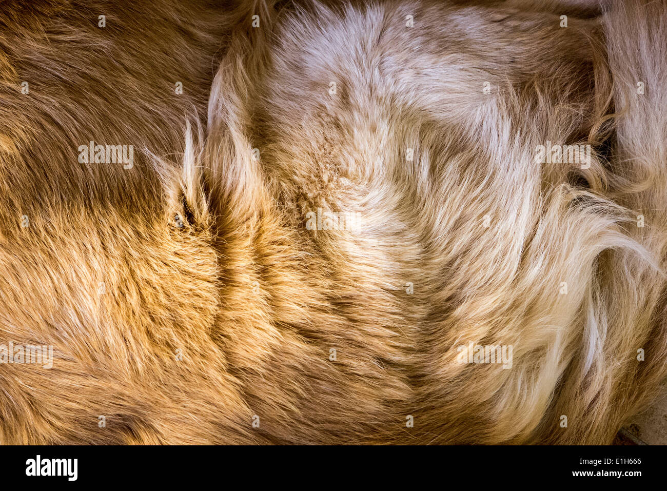 Abstract of dog fur coat Stock Photo Alamy
