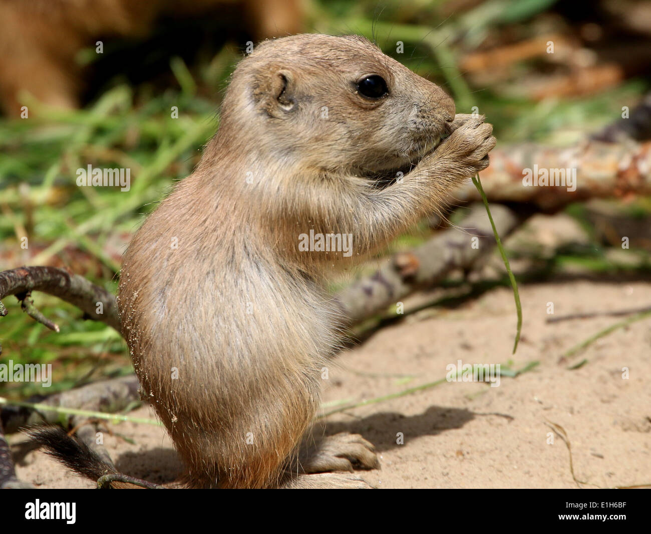 what are prairie dog babies called