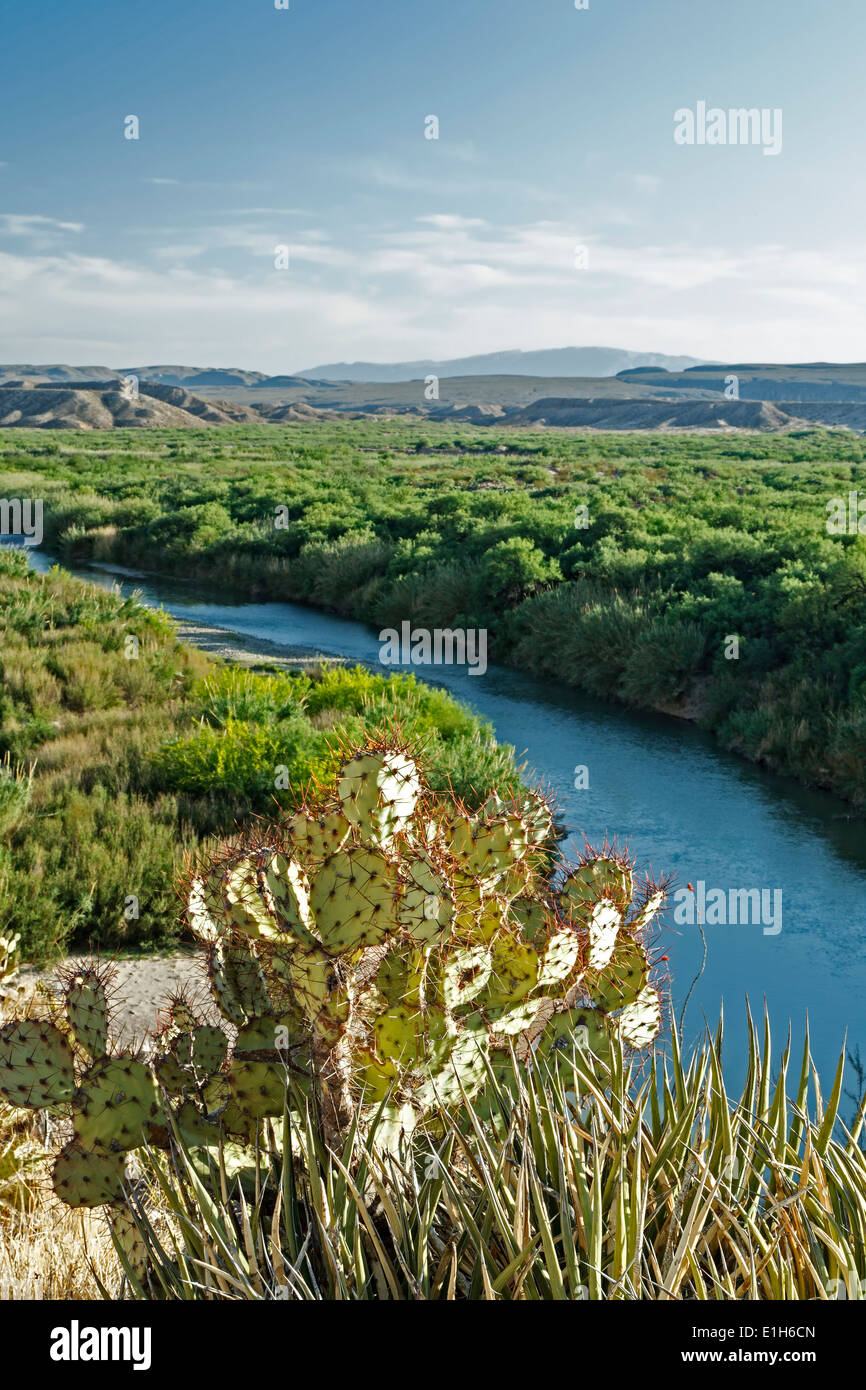 Prickly Pear cactus (Opuntia lindheimeri) and Rio Grande, from Boquillas Canyon Trail, Big Bend National Park, Texas USA Stock Photo