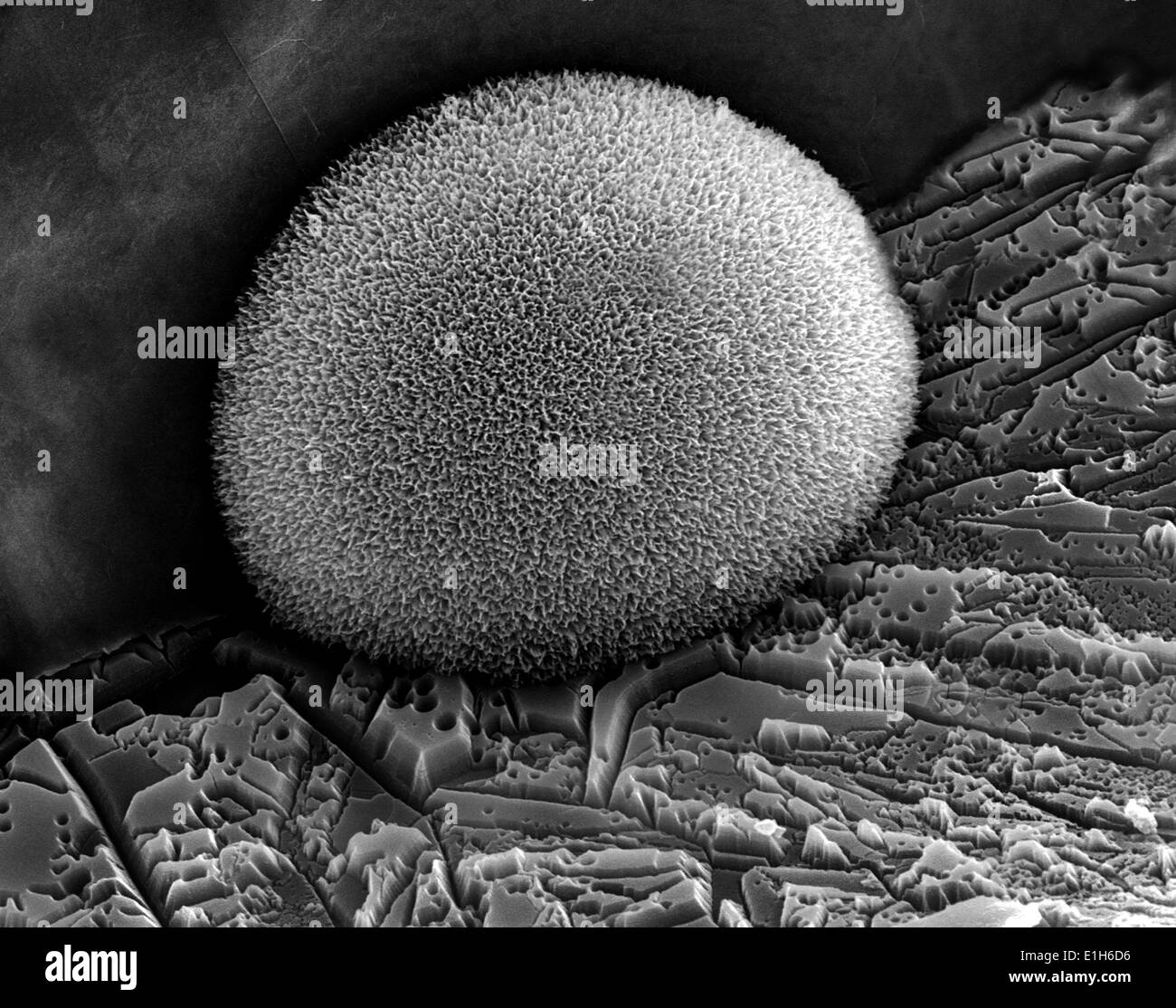 Iron oxide formations with sulphur and chlorine present, imaged in a scanning electron microscope Stock Photo