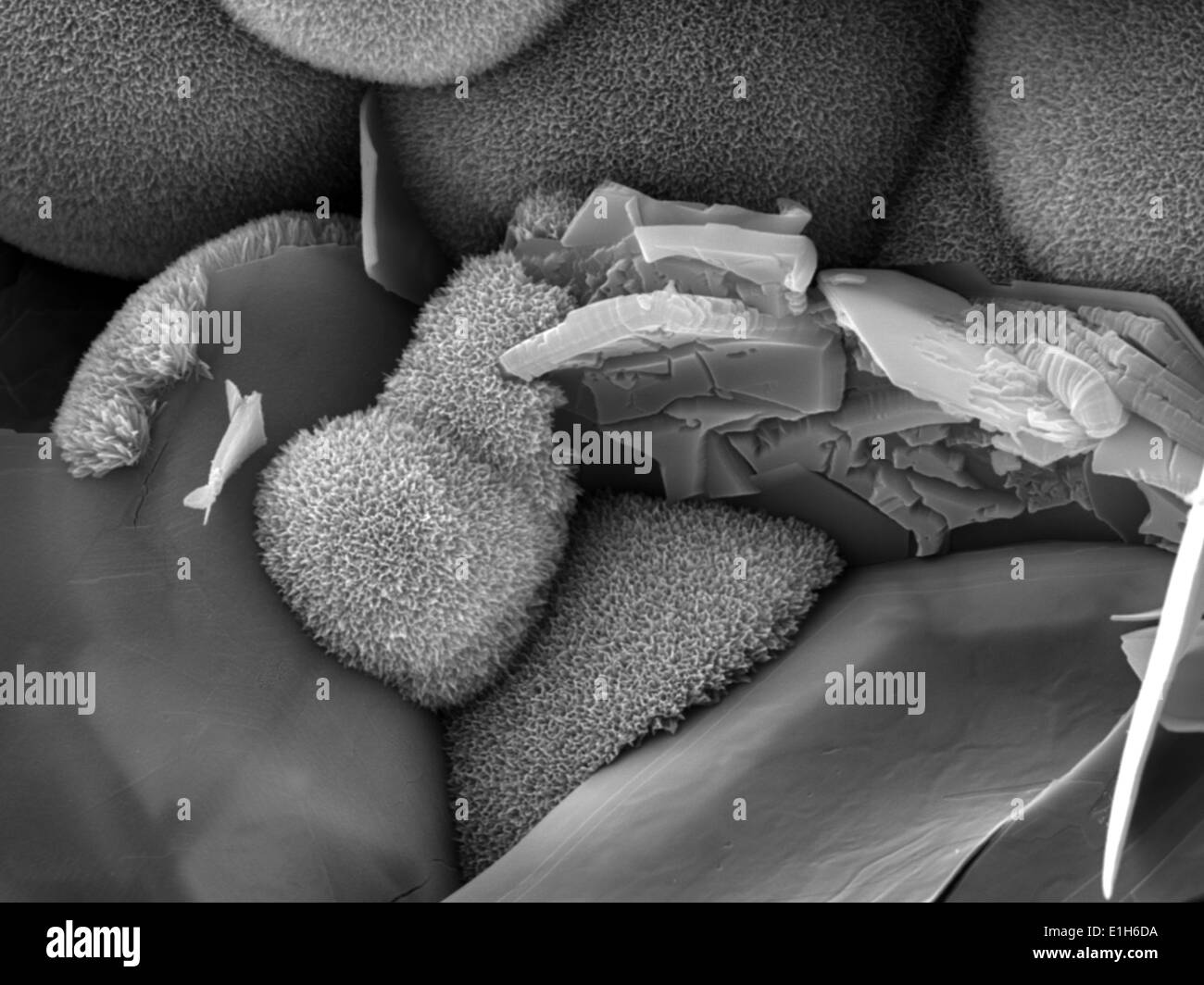 Iron oxide formations with chlorine and sulphur present, imaged in a scanning electron microscope Stock Photo
