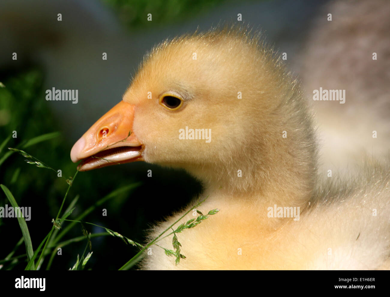 Cute fluffy baby gosling (Anser anser domesticus) in close-up, profile view Stock Photo