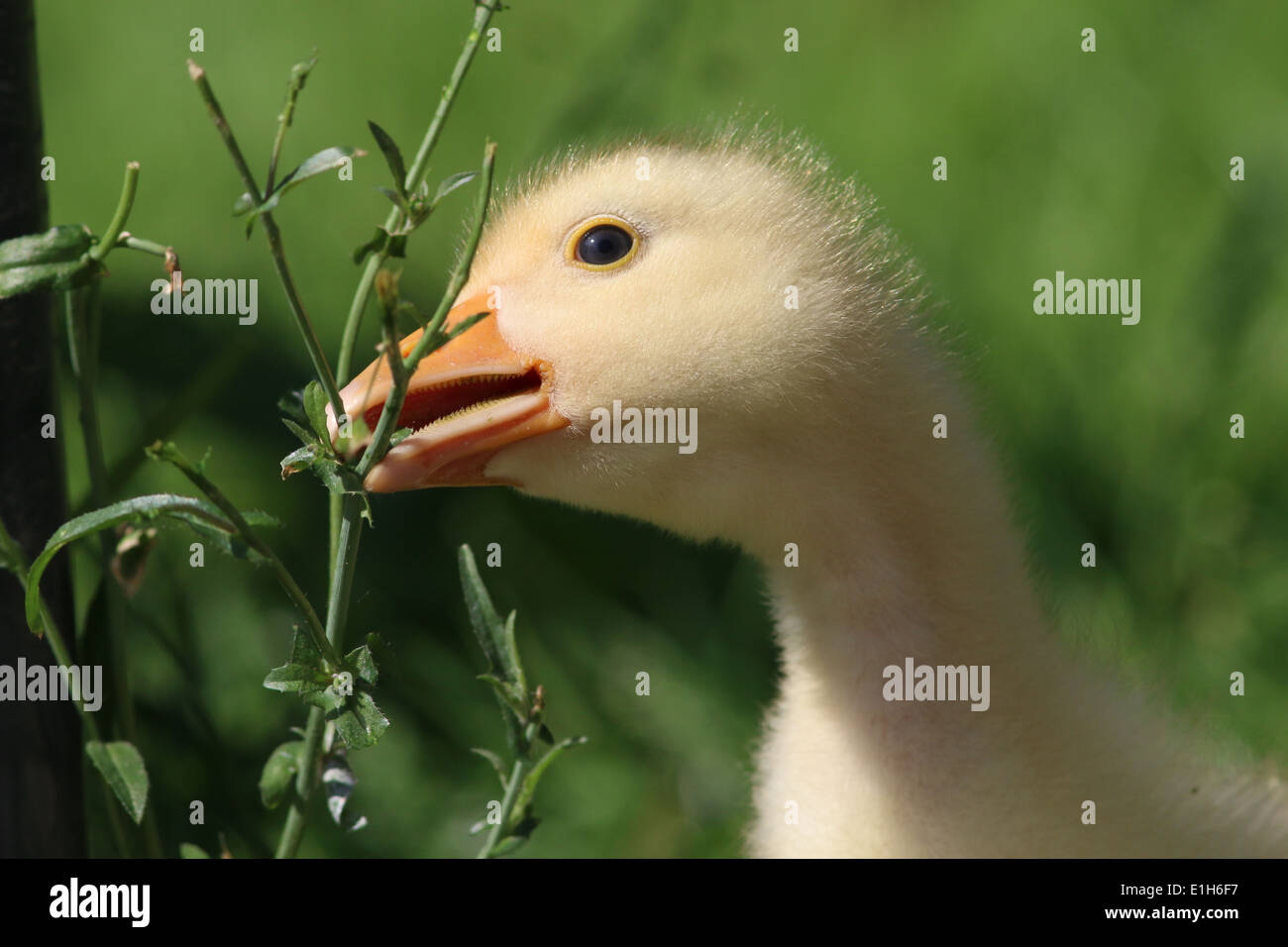 Juvenile Domestic goose (Anser anser domesticus) close-up Stock Photo
