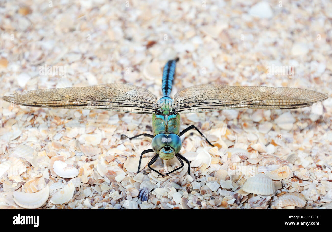 Blue and green dragonfly sitting on the sea shells Stock Photo