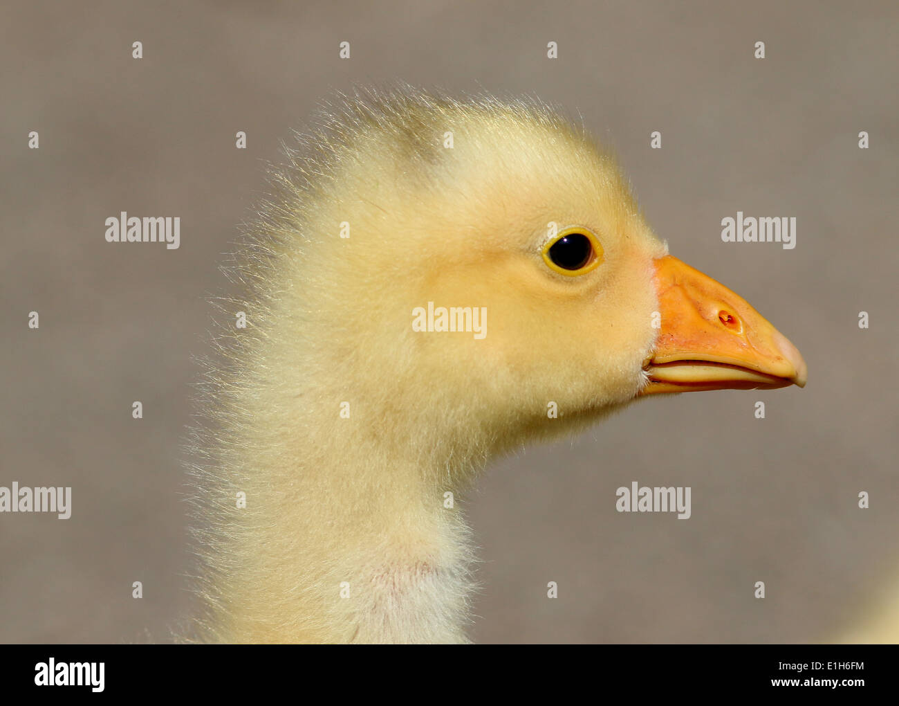 Cute fluffy baby gosling (Anser anser domesticus) in close-up, profile view Stock Photo