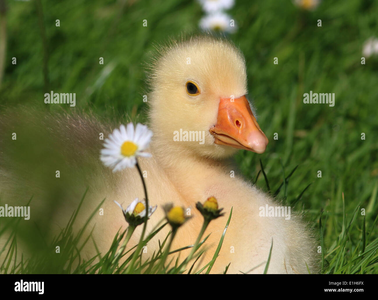 Cute fluffy baby gosling (Anser anser domesticus) in close-up, profile view Stock Photo