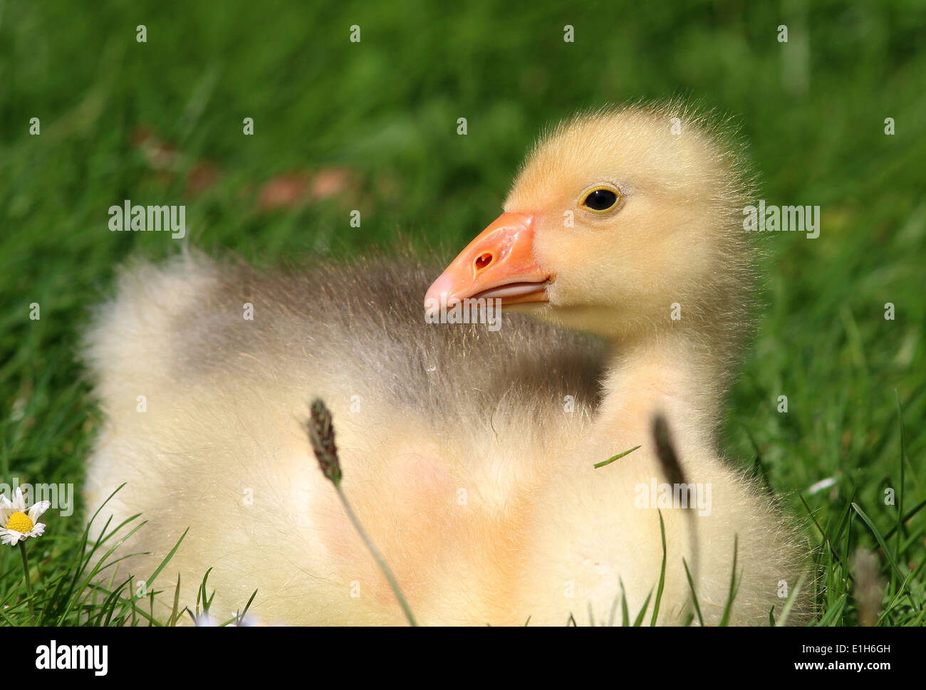Juvenile Domestic goose (Anser anser domesticus) close-up Stock Photo