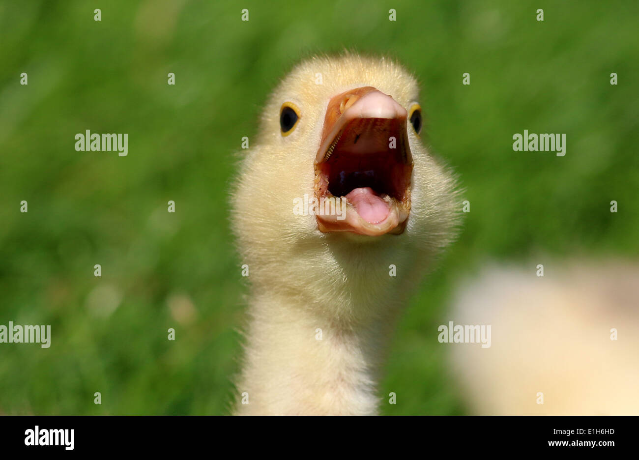 Juvenile Domestic goose (Anser anser domesticus) calling out Stock Photo