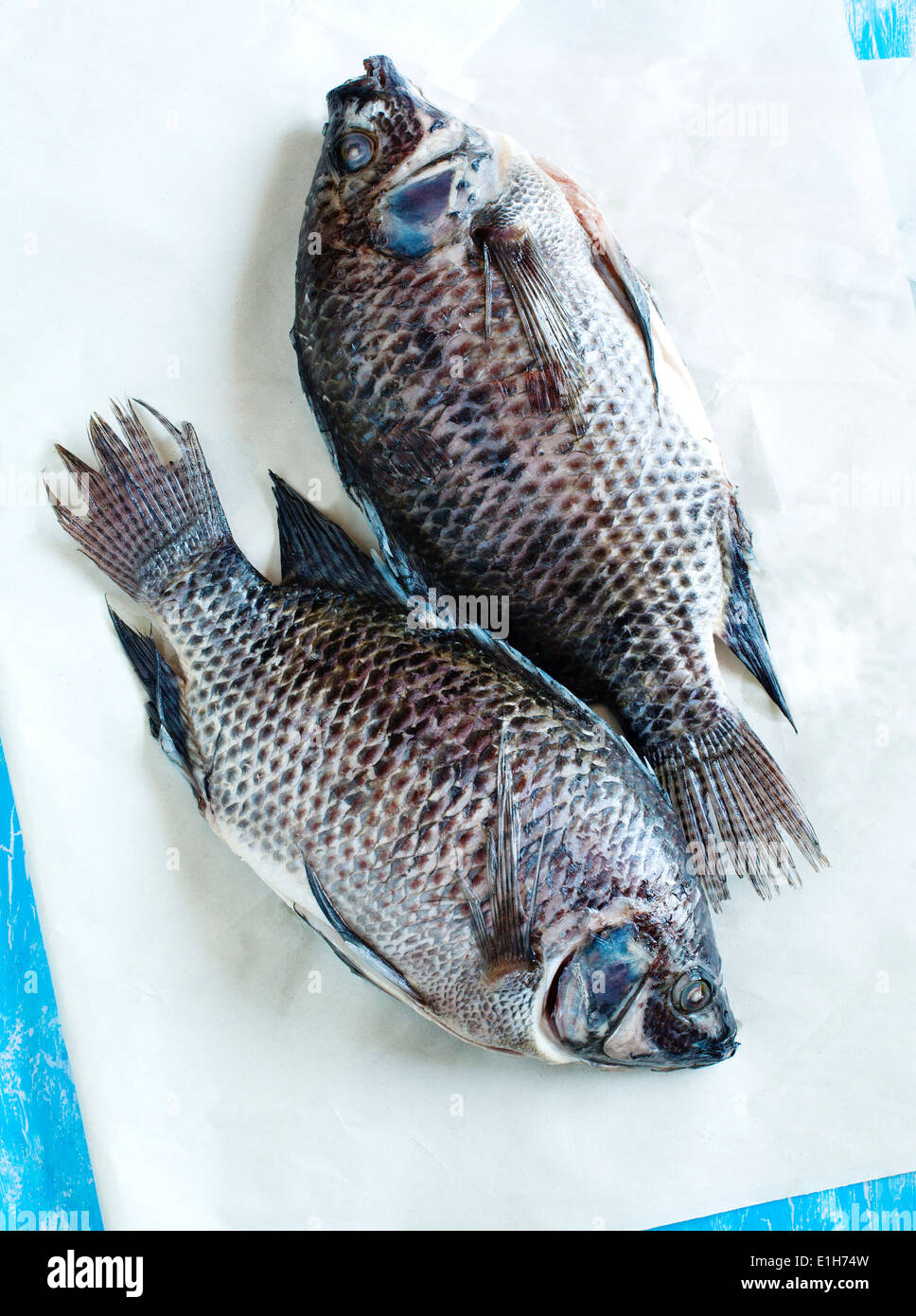 Tilapia fish Stock Photo Alamy