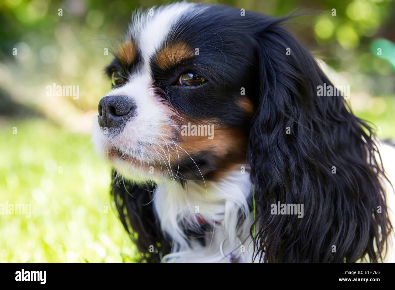 Cavalier king charles puppies hi-res stock photography and images - Alamy