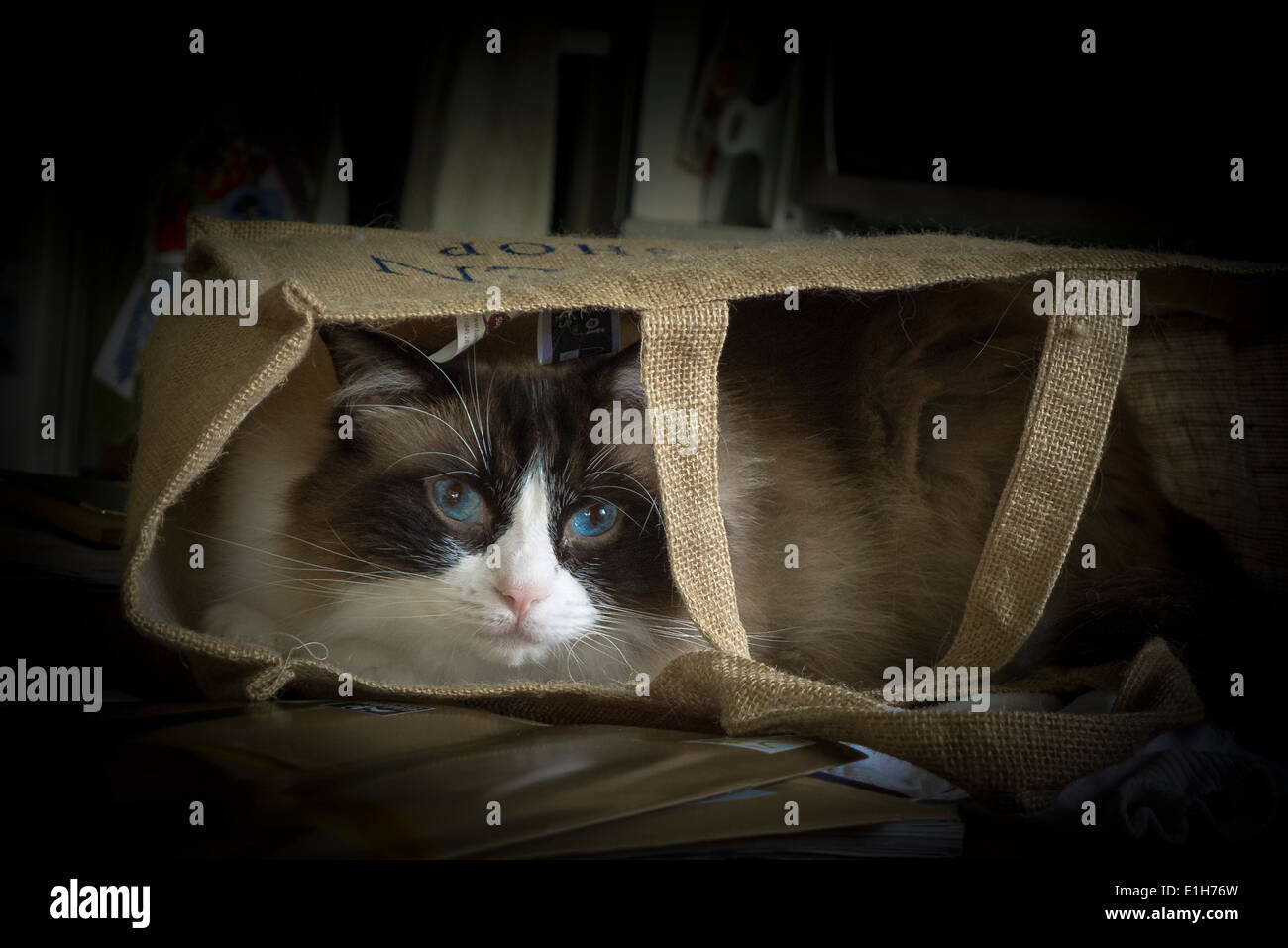 Cat in a bag Stock Photo Alamy