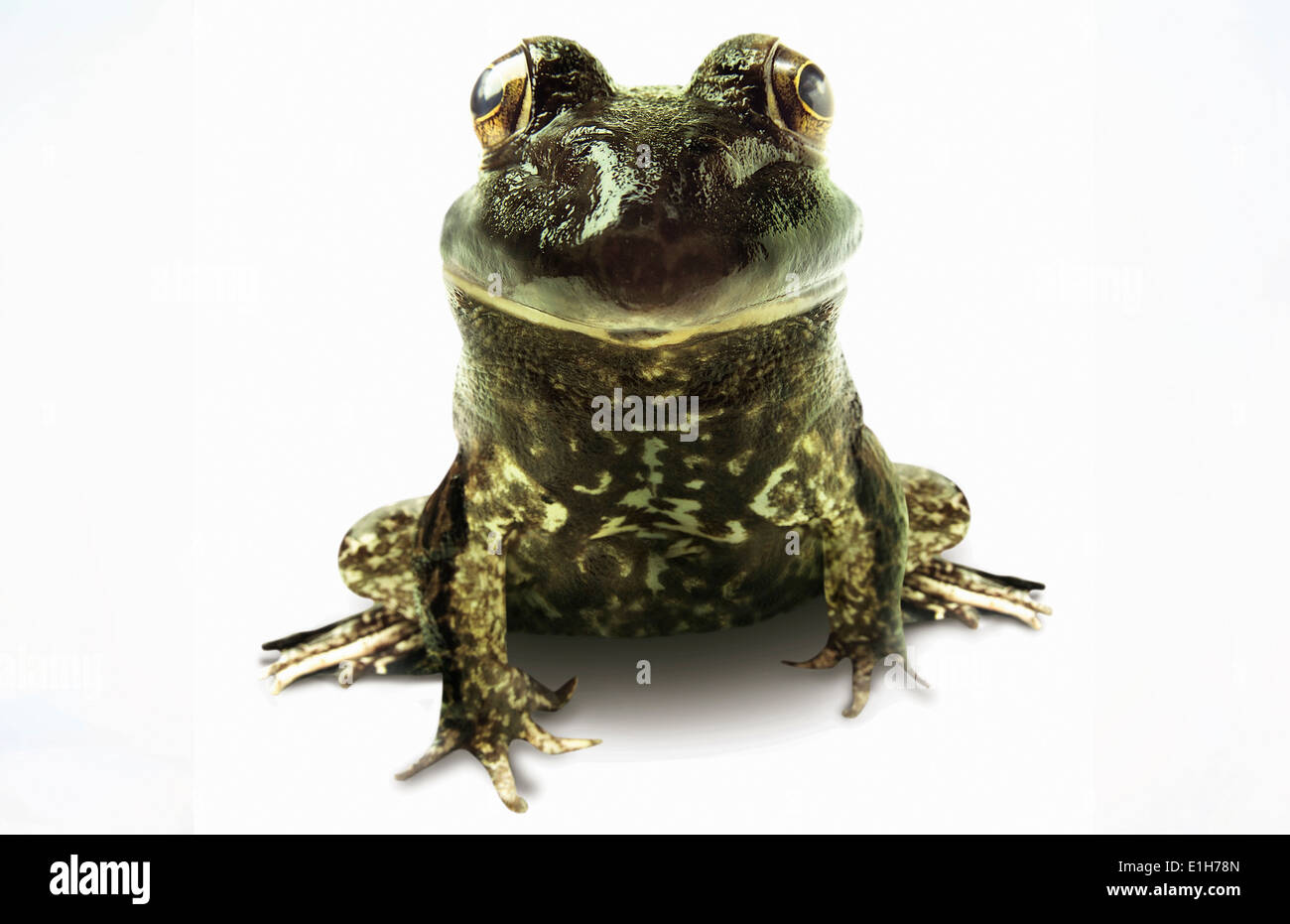 Frog Protrait Portrait of frog Stock Photo - Alamy