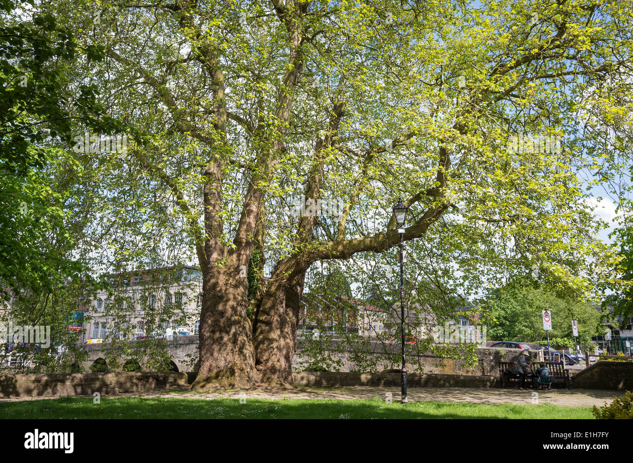 An old plane tree newly in leaf in the heart of Bradford on Avon UK Stock Photo
