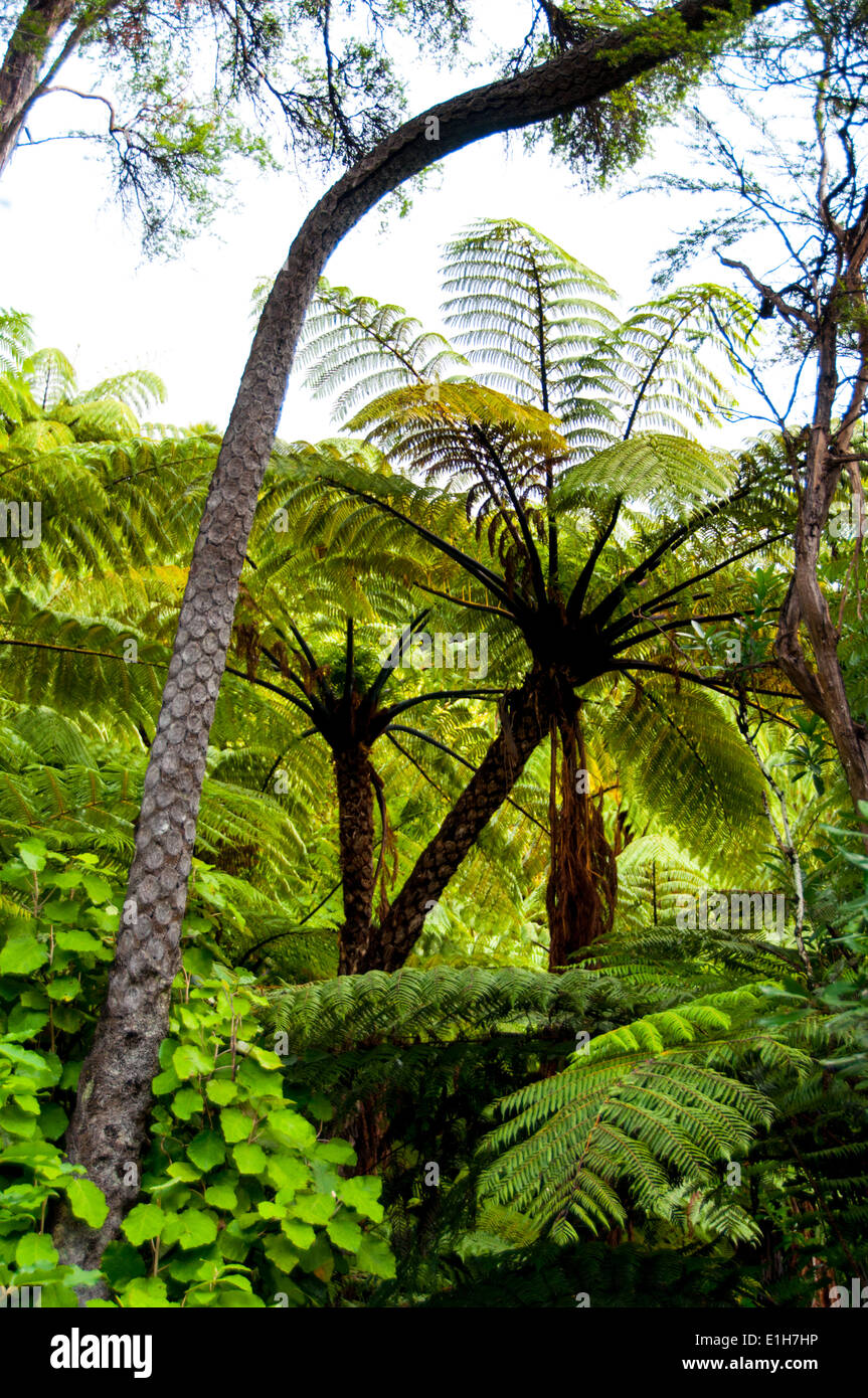 Kiwi Fern High Resolution Stock Photography and Images - Alamy