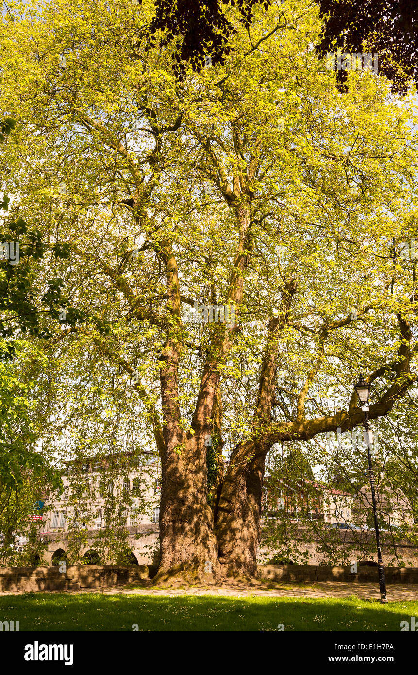 Old plane tree in public garden in Bradford on Avon UK Stock Photo