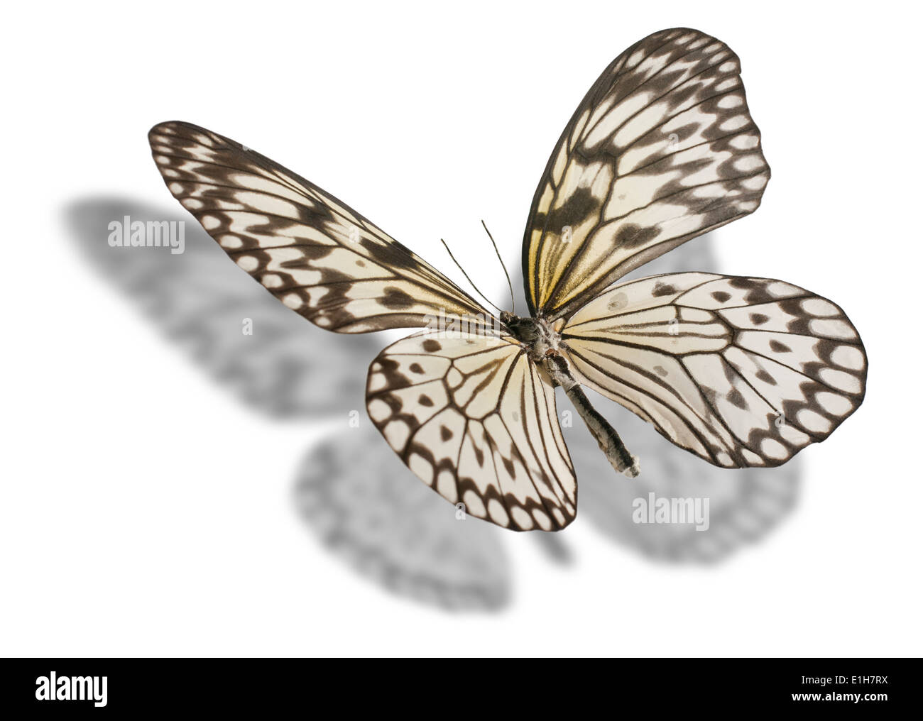Butterfly isolated on white background Stock Photo - Alamy