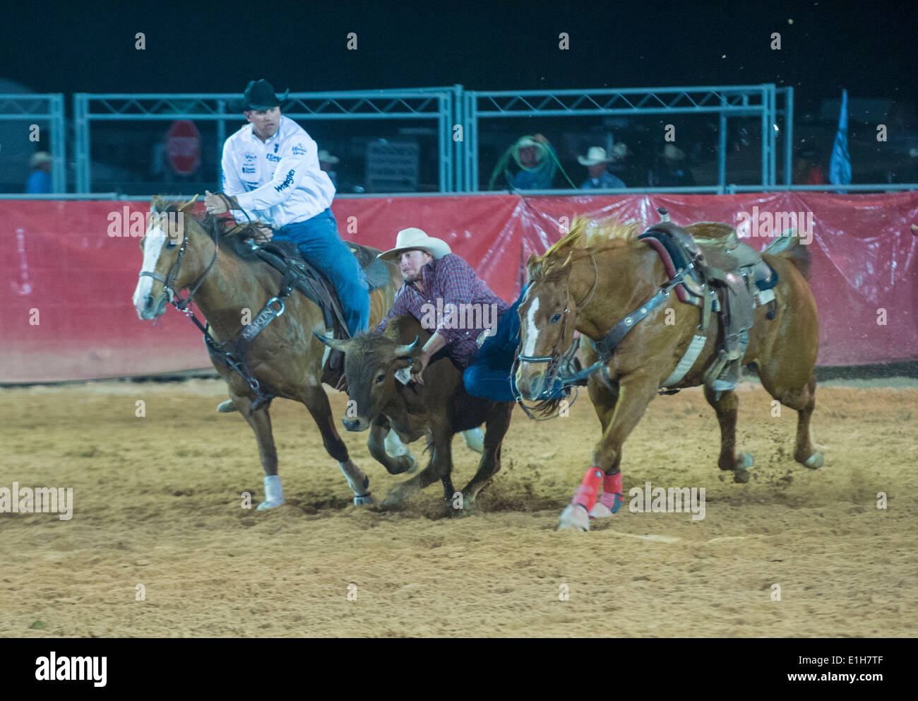 Cowboy Participating in a Steer wrestling Competition at the Clark ...