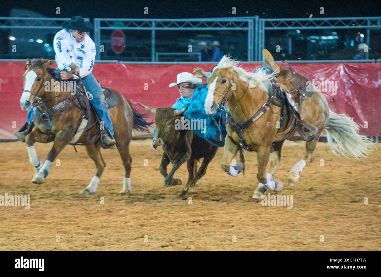 Cowboy Participating in a Steer wrestling Competition at the Clark ...