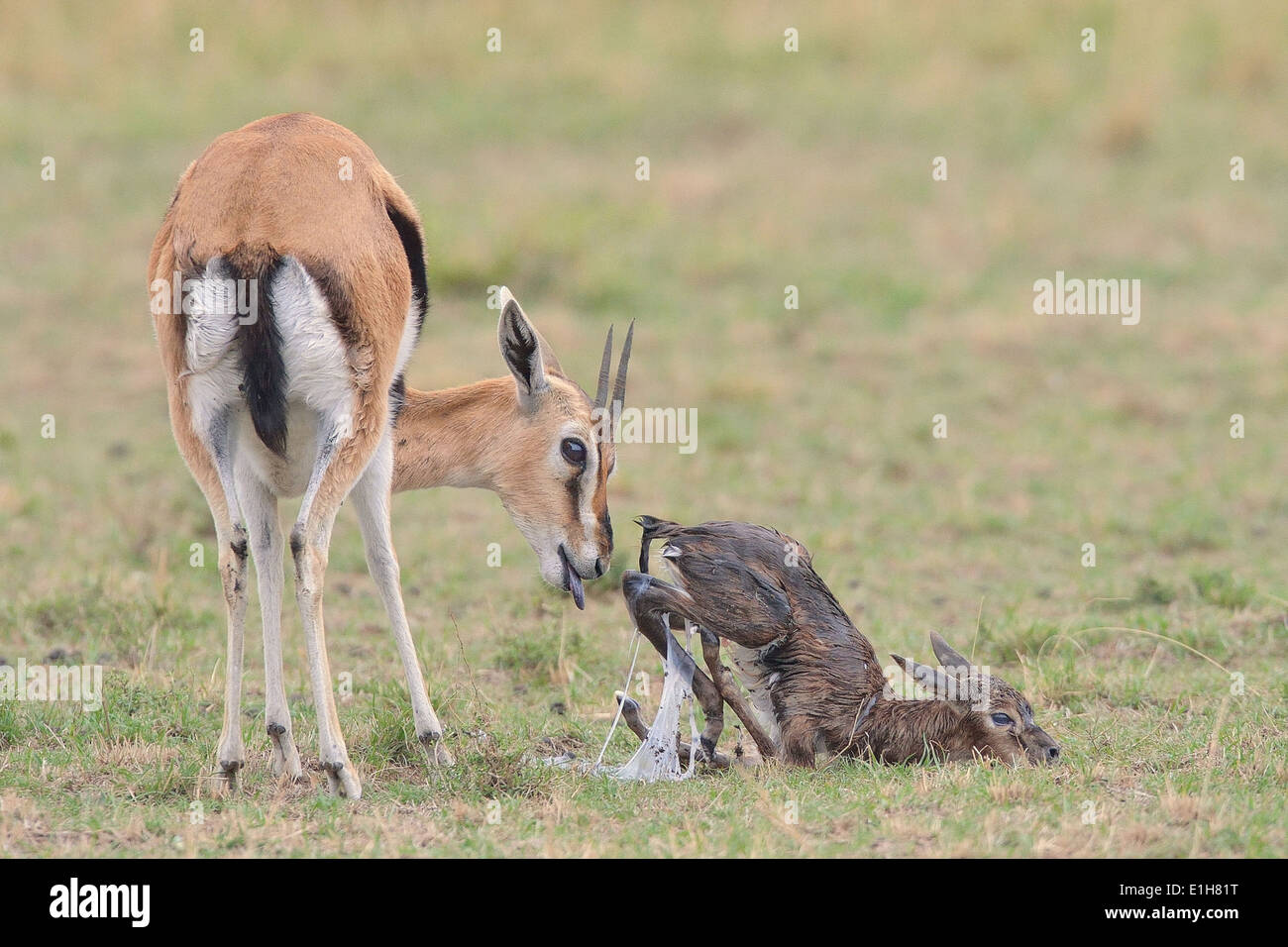 Thomson's Gazelle (Eudorcas thomsonii) and her newborn Stock Photo - Alamy