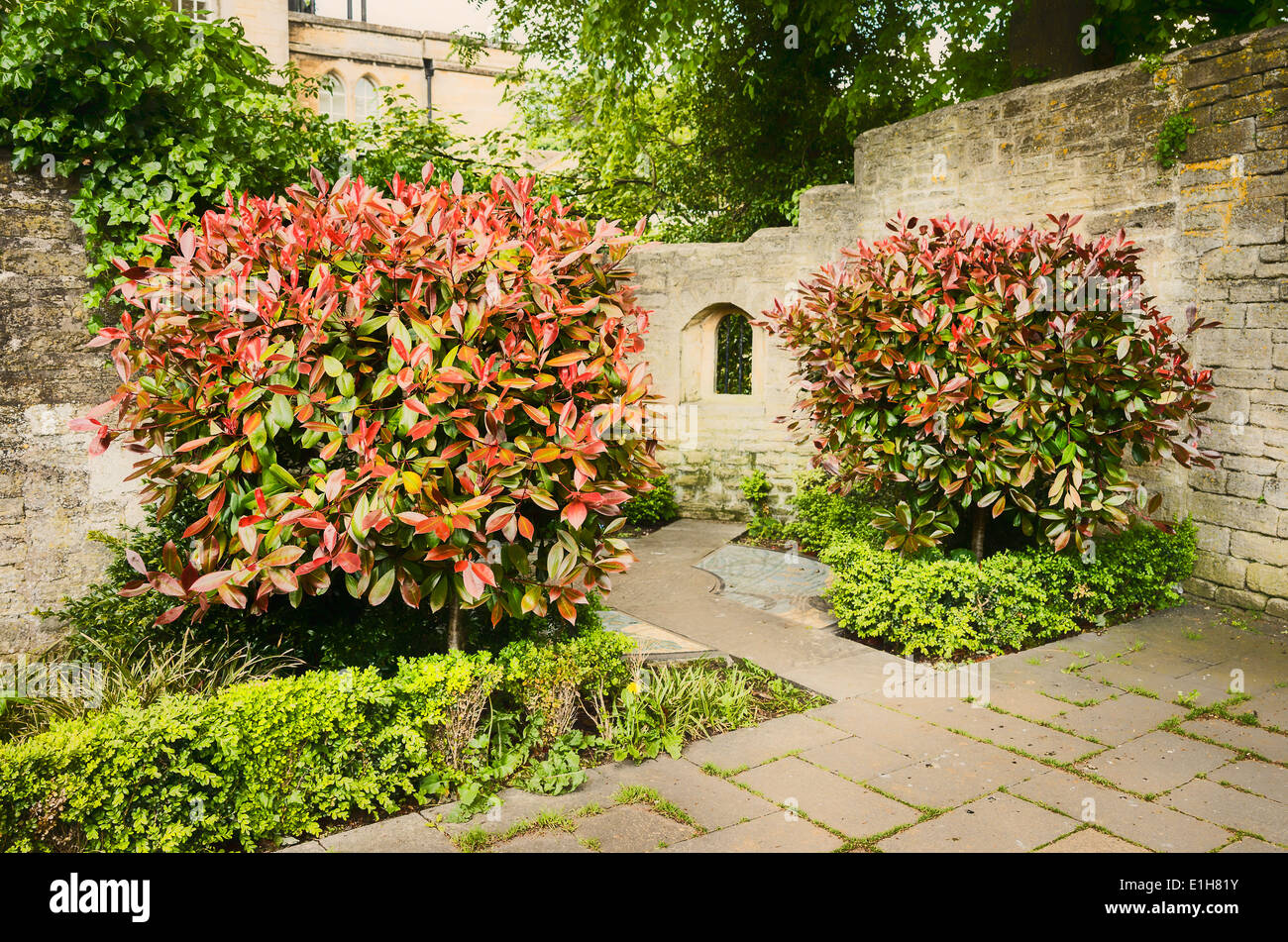 Use of two photinia trees in an ornamental small civic garden in UK Stock Photo