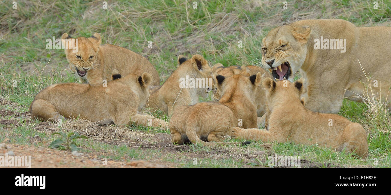 Masai Lioness (Panthera leo nubica) with cubs, Mara Triangle, Maasai ...