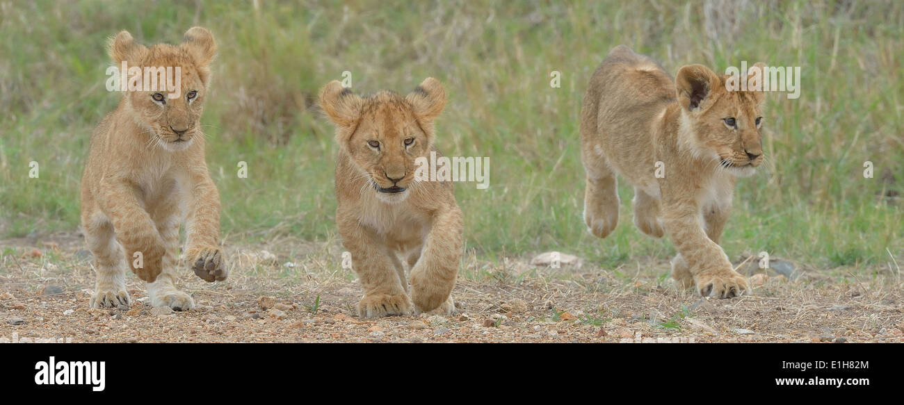 Three Masai Lion (Panthera leo nubica) cubs, Mara Triangle, Maasai Mara National Reserve, Narok, Kenya, Africa Stock Photo