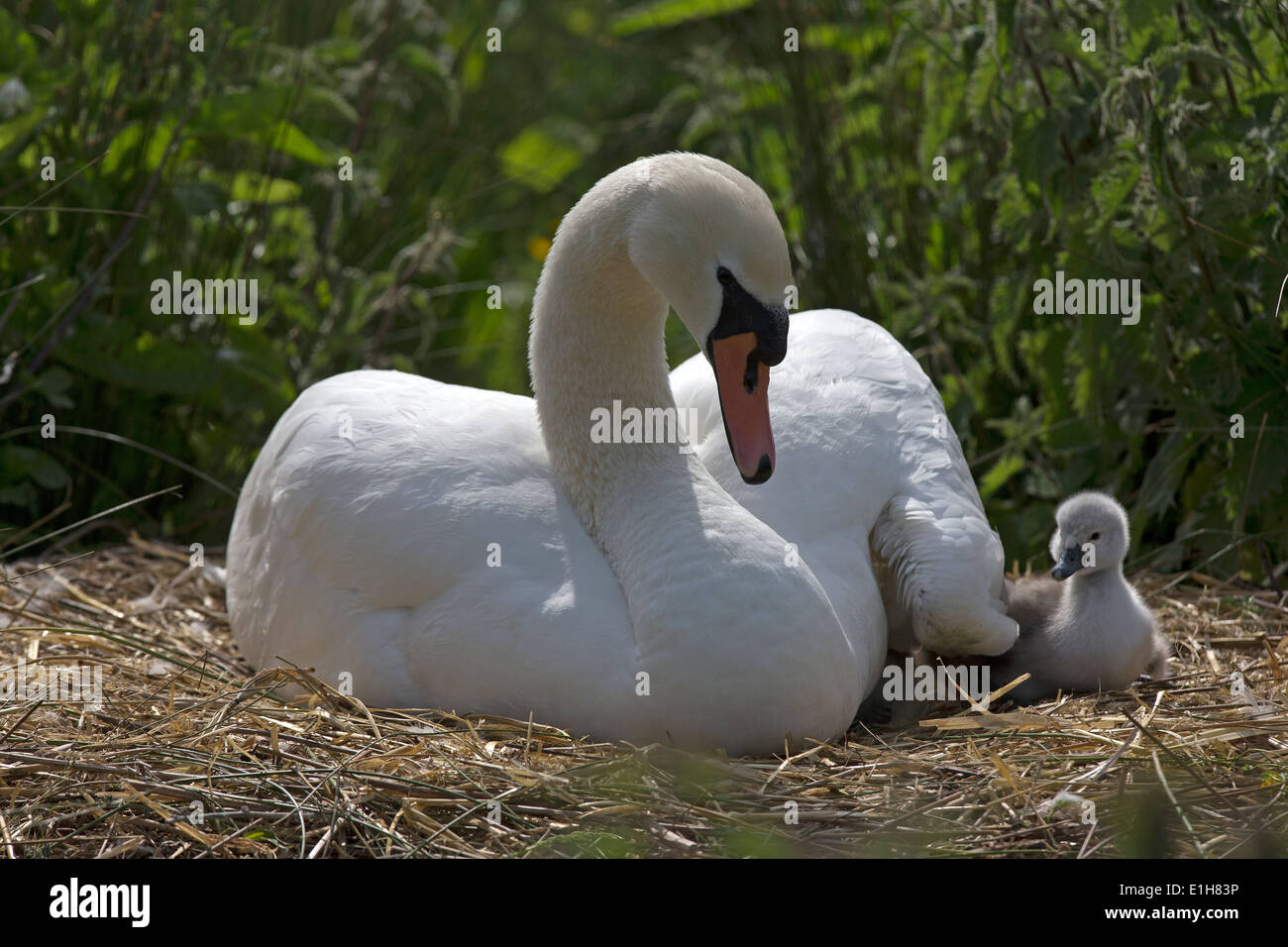 Mute Swan, Cygnus olor with cygnets on the nest Stock Photo