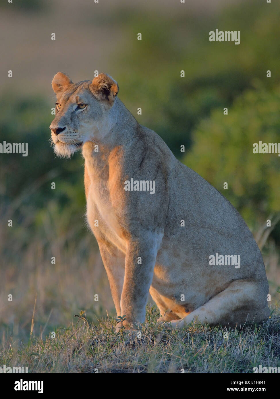 Portrait of a Masai Lioness (Panthera leo nubica), Mara Triangle, Maasai Mara National Reserve, Narok, Kenya, Africa Stock Photo