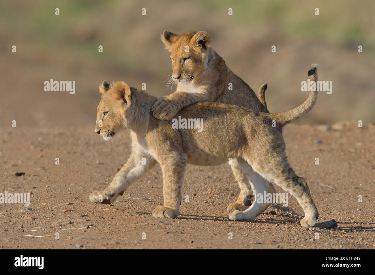 Two Masai Lion (Panthera leo nubica) cubs playing, Mara Triangle, Maasai Mara National Reserve, Narok, Kenya, Africa Stock Photo