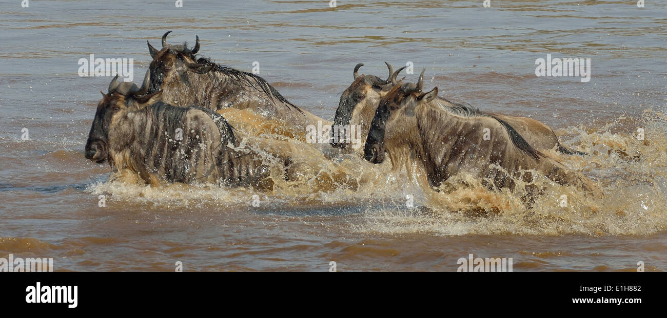 Small group of Western white-bearded wildebeest (Connochaetes taurinus mearnsi) river Mara Triangle Maasai Mara Narok Kenya Stock Photo