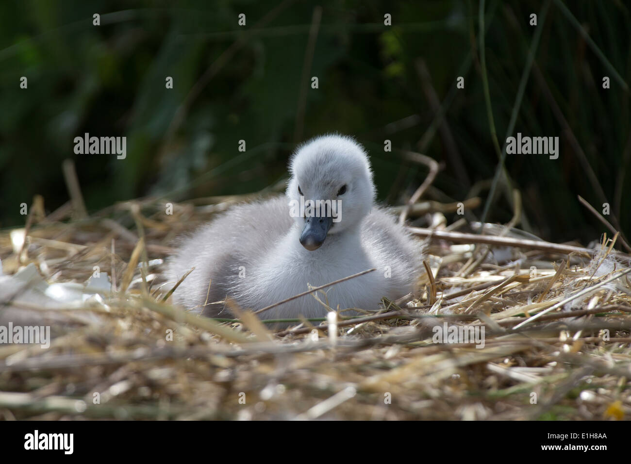 Mute Swan, Cygnus olor cygnet on the nest Stock Photo