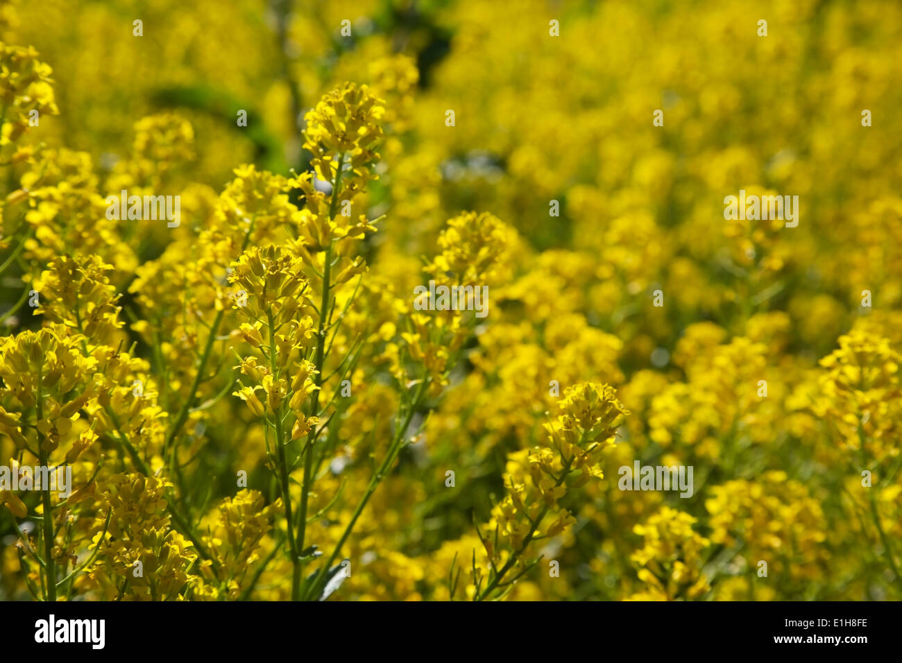 Yellow spring flowers in sunlight Stock Photo Alamy