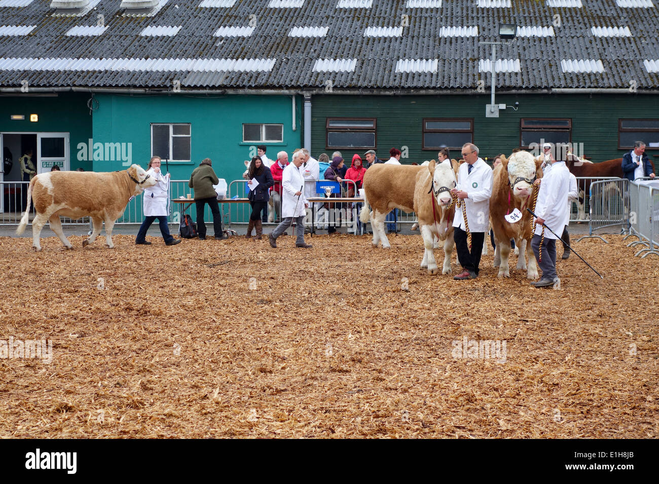Judging of Cattle at The Bath & West Show, Wiltshire. England Stock Photo