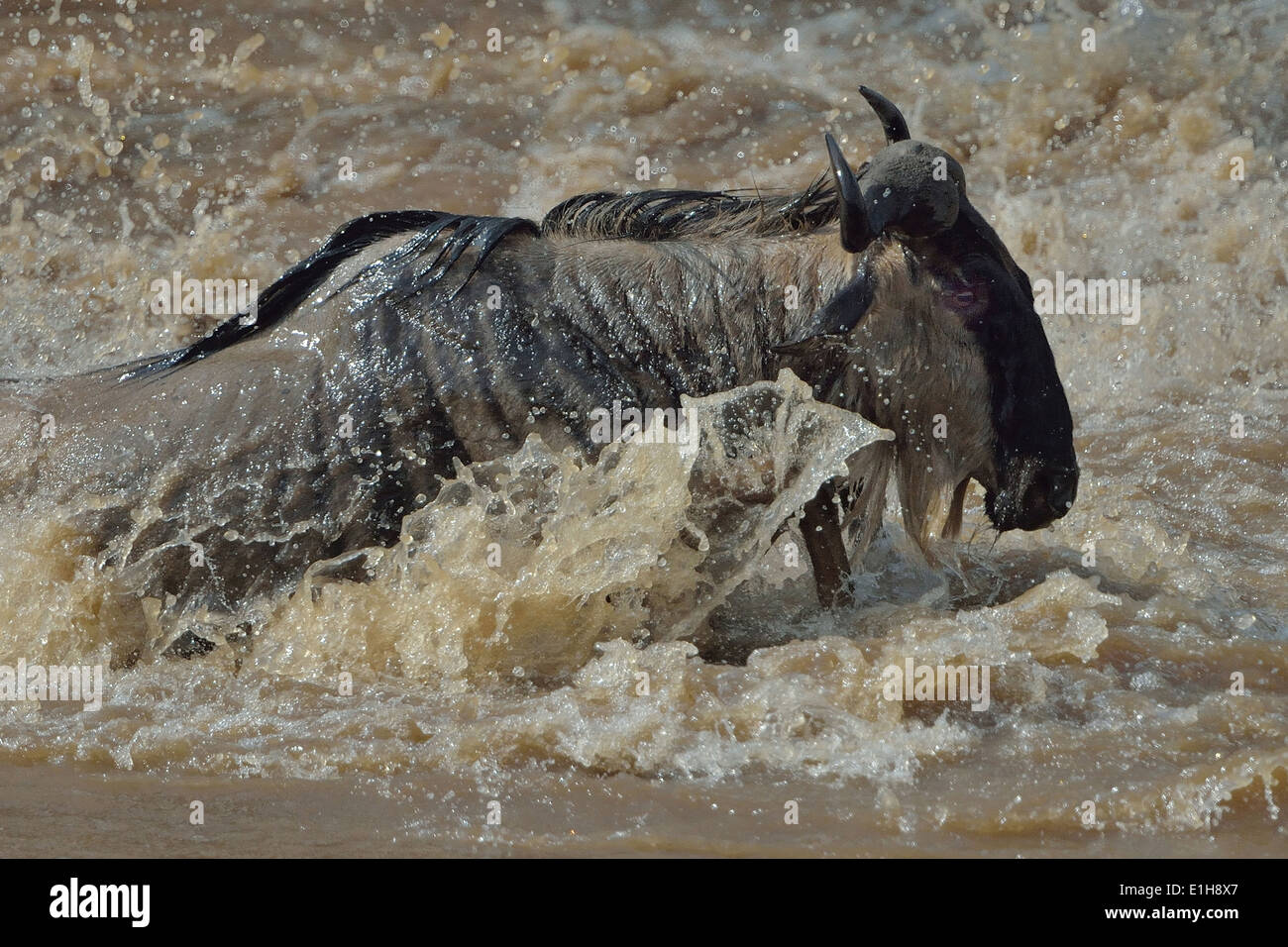 Western white-bearded wildebeest (Connochaetes taurinus mearnsi) splashing through river Mara Triangle Maasai Mara Narok Kenya Stock Photo