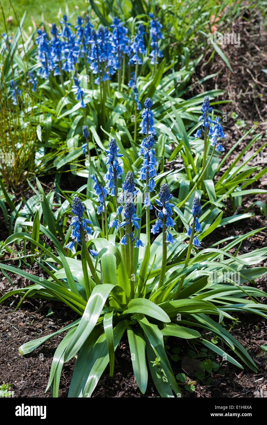 Bluebells in english garden hi-res stock photography and images - Alamy