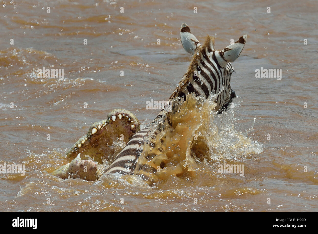 Burchell's Zebra in the jaws of a Nile Crocodile in river Stock Photo