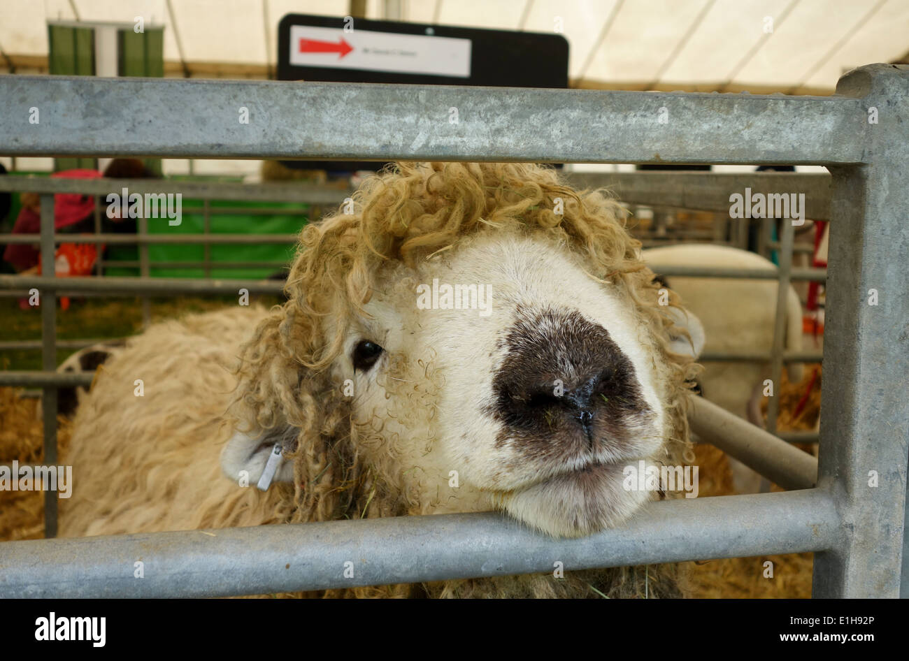 Portairt of a sheep looking at camera Stock Photo