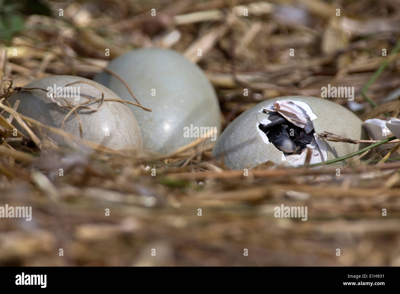 Mute Swan, Cygnus olor cygnet hatching from its egg Stock Photo