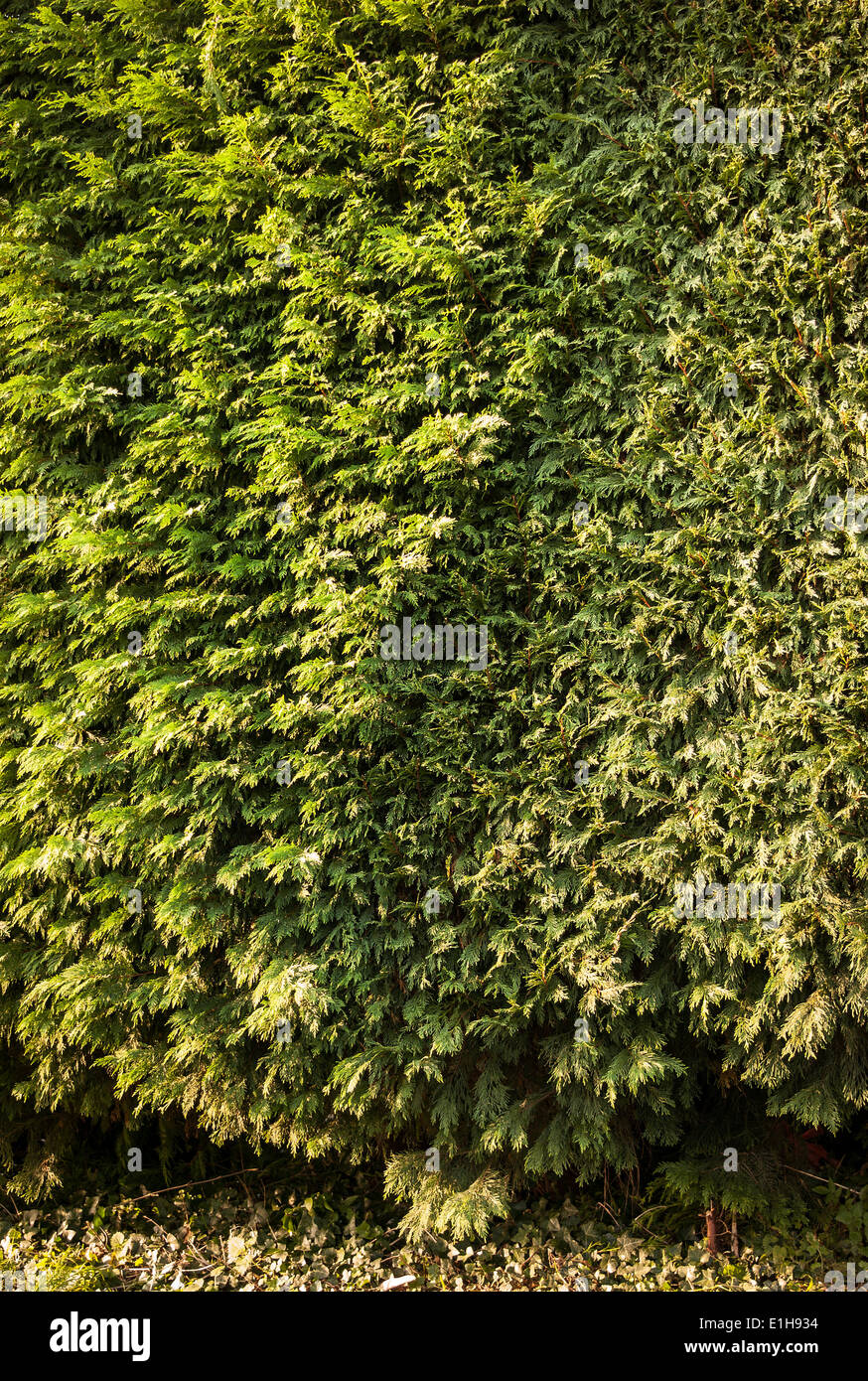 Trimming Leylandii Conifer Hedges – HGPOW