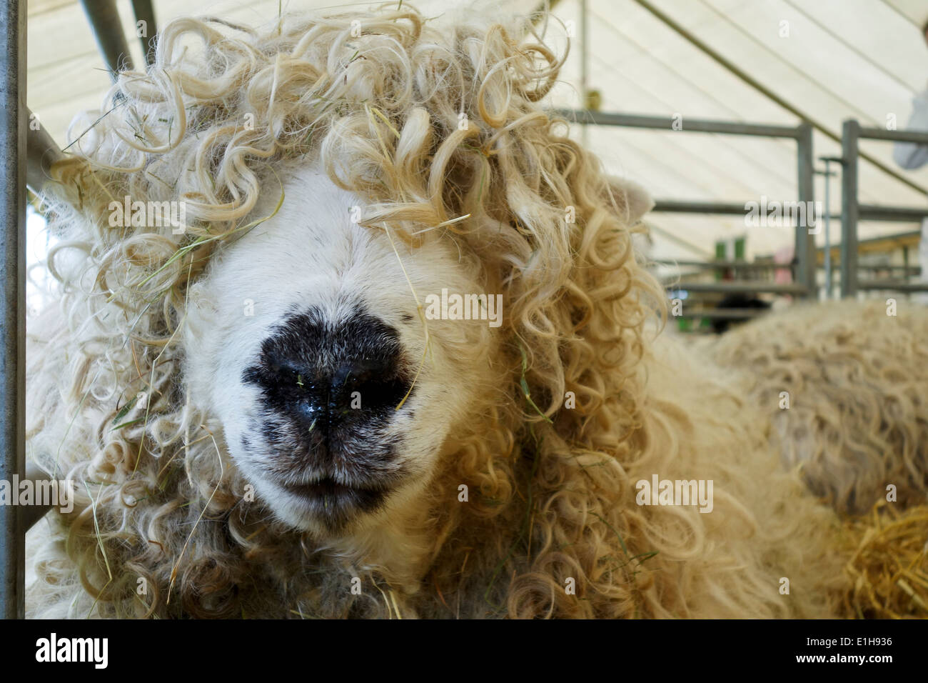 Portrait of a sheep looking at camera at The Bath & West Show Stock Photo